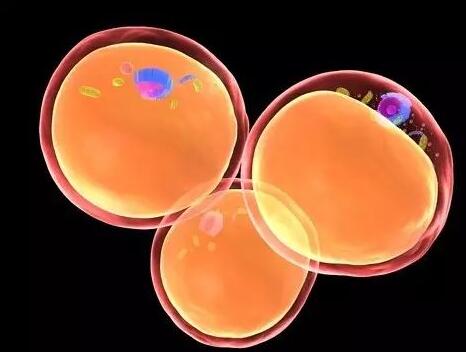 自體脂肪究竟能生存多長時間?