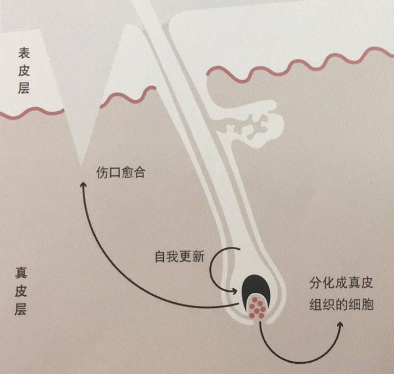 隆鼻果怎么樣？這個(gè)手術(shù)到底是個(gè)啥？！