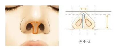 鼻子的美可是至關重要