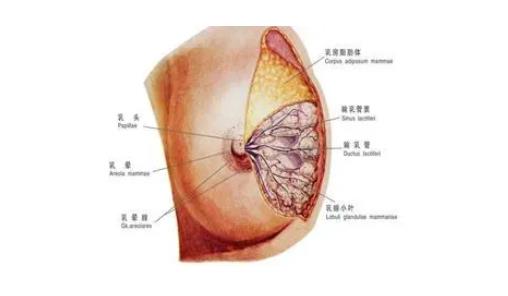 多大可以做乳房縮小手術(shù),哪些情況適合做乳房縮小手術(shù)?